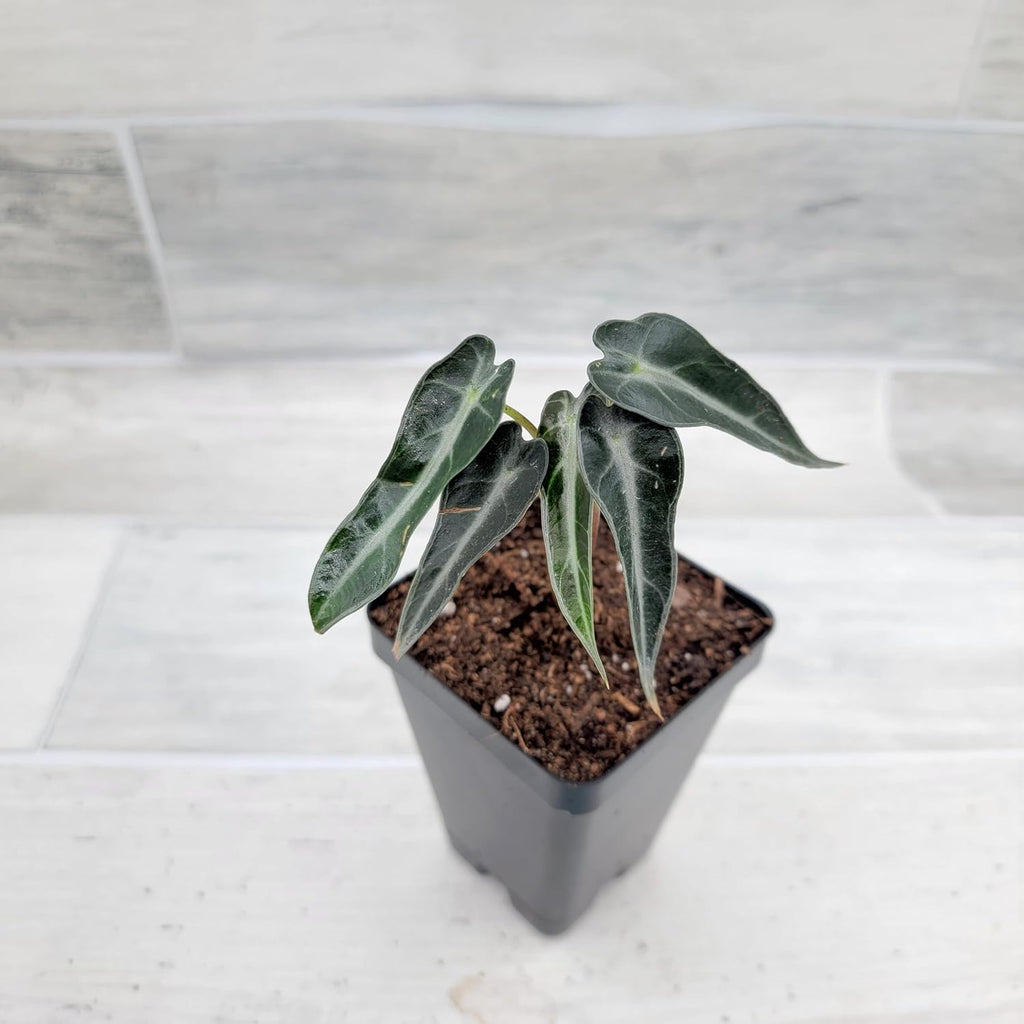 3 inch Alocasia Bambino in Nursery Plant Pot S13391