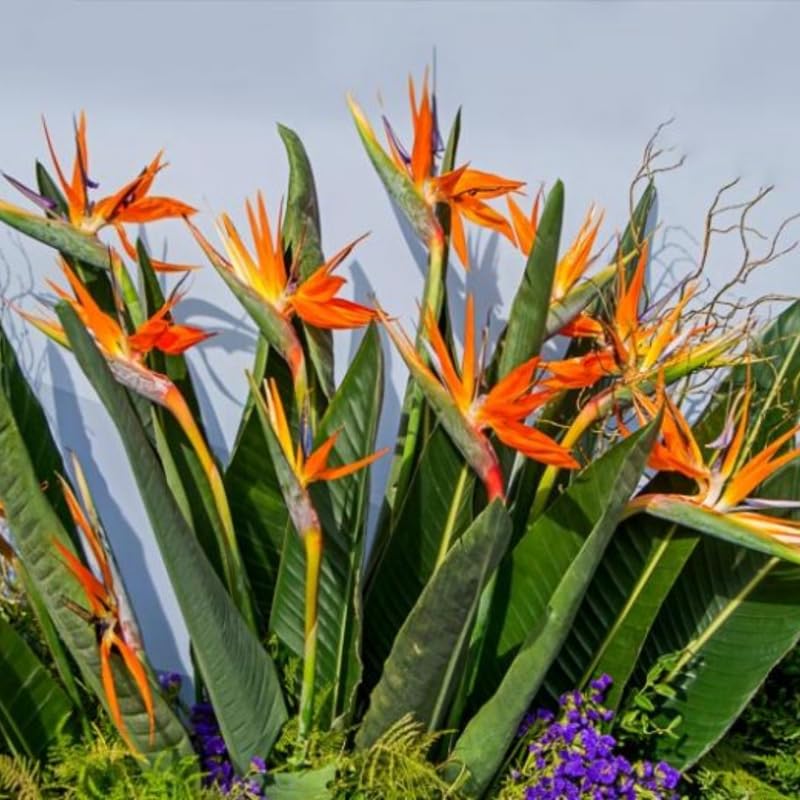 Bird of Paradise Plant Live Houseplant, 4 to 8 Inches Tall M43141