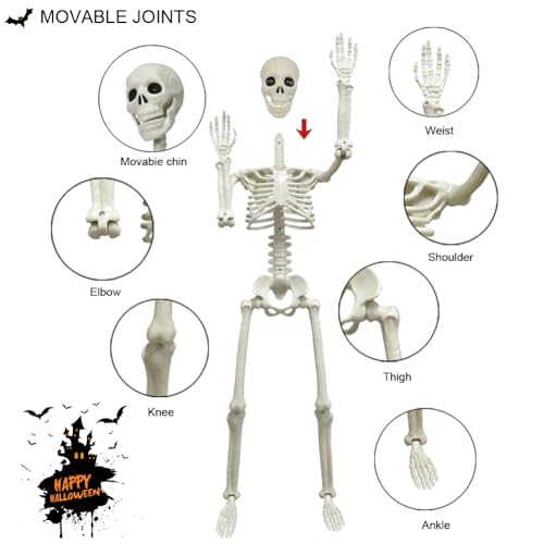 5.4ft/165cm Life Size Skeleton with Movable Joints Z9584