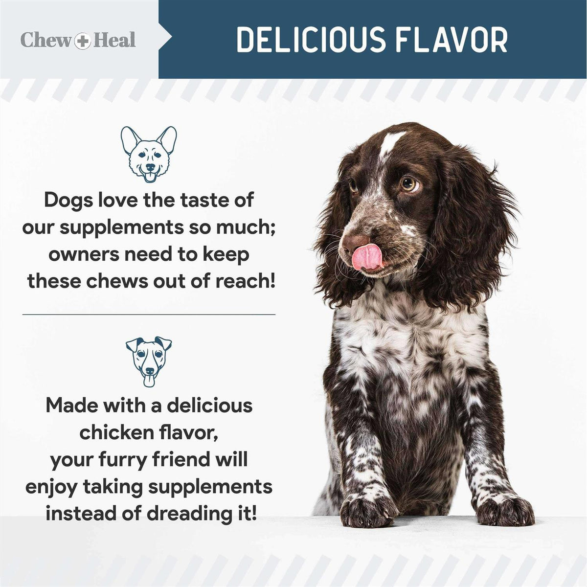 Digestive Enzymes & Probiotics Supplement for Dogs U46565