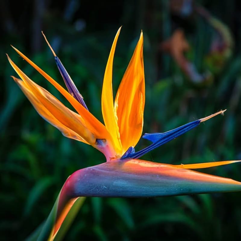 Bird of Paradise Plant Live Houseplant, 4 to 8 Inches Tall M43141