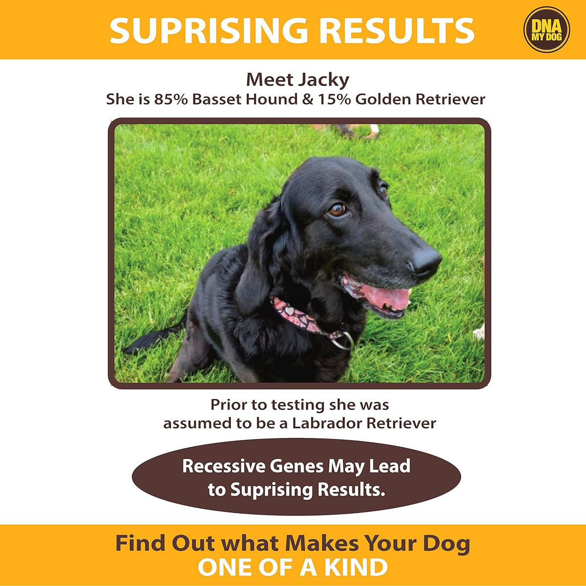 Canine Breed Identification Test G451275