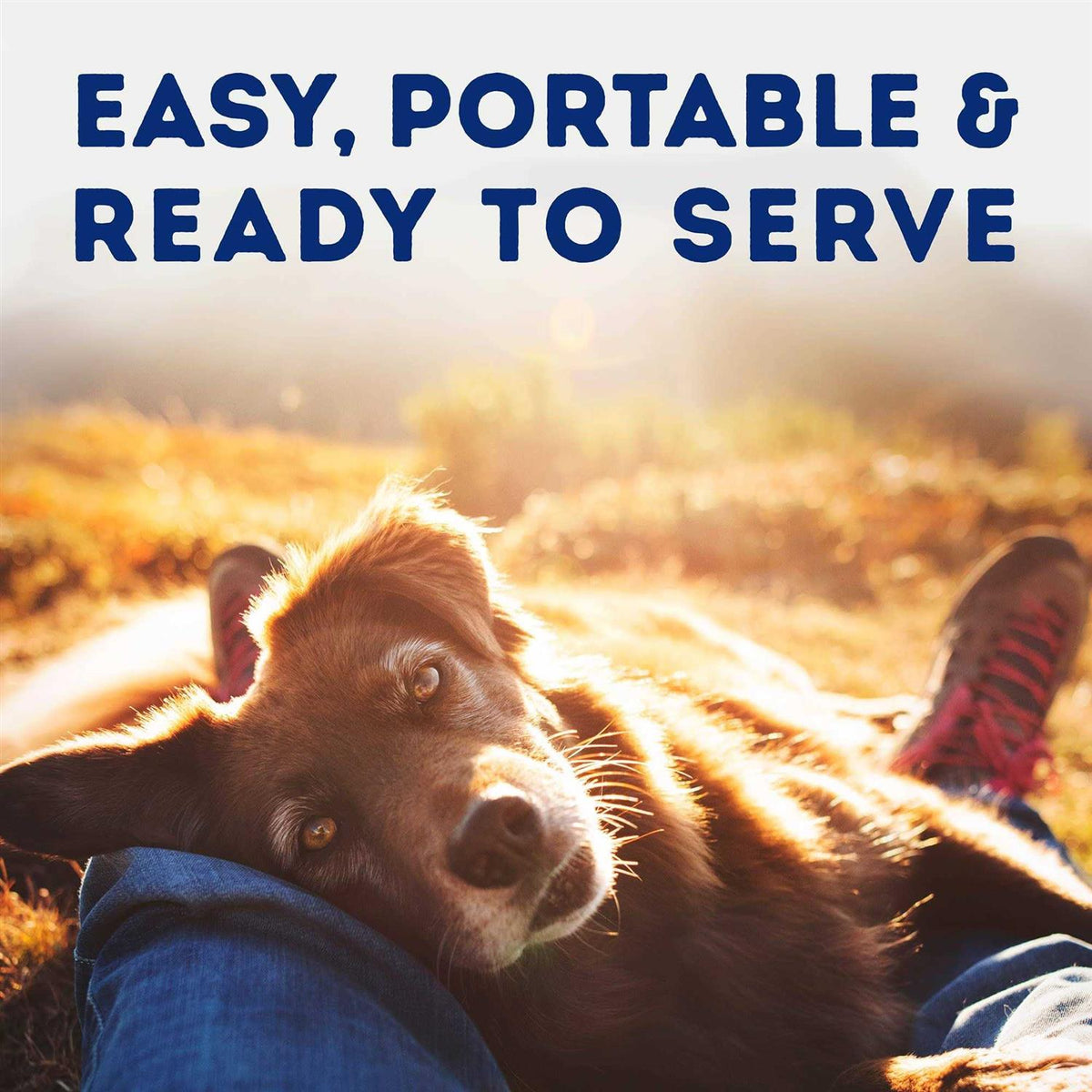 Savory Duck & Pumpkin Recipe Wet Dog Food O36859