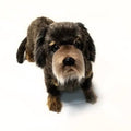 Long Haired Dachshund 13 inch A78334