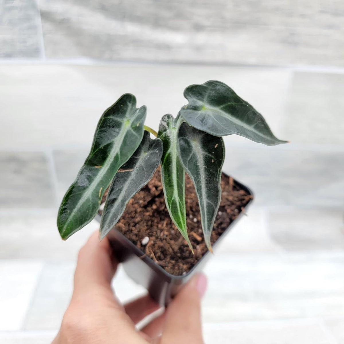 3 inch Alocasia Bambino in Nursery Plant Pot S13391