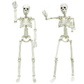 5.4ft/165cm Life Size Skeleton with Movable Joints Z9584