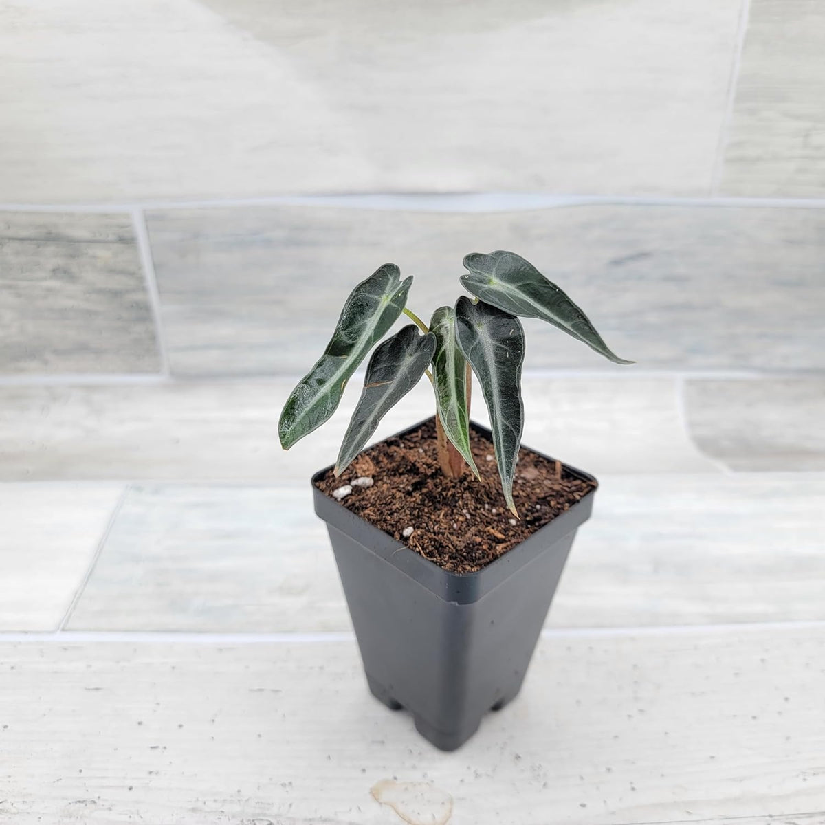 3 inch Alocasia Bambino in Nursery Plant Pot S13391