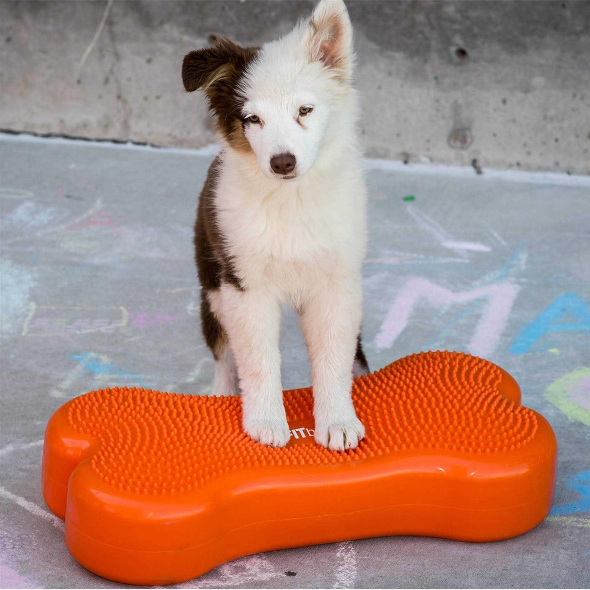 Agility Training Pet Supplies P3002