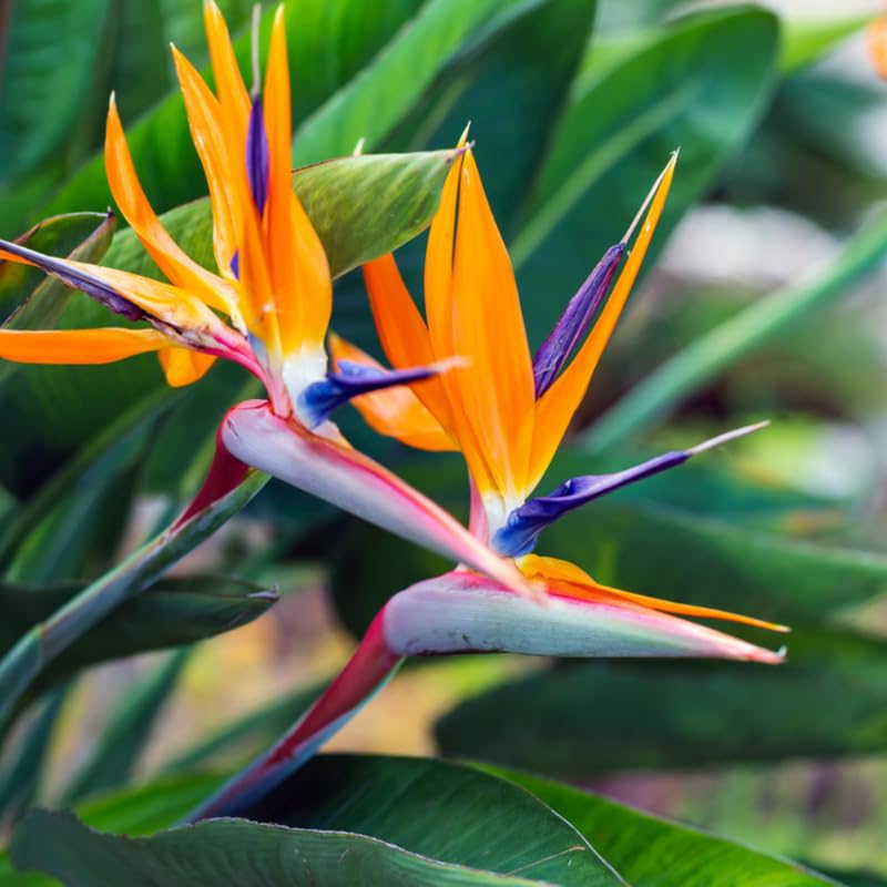 Bird of Paradise Plant Live Houseplant, 4 to 8 Inches Tall M43141