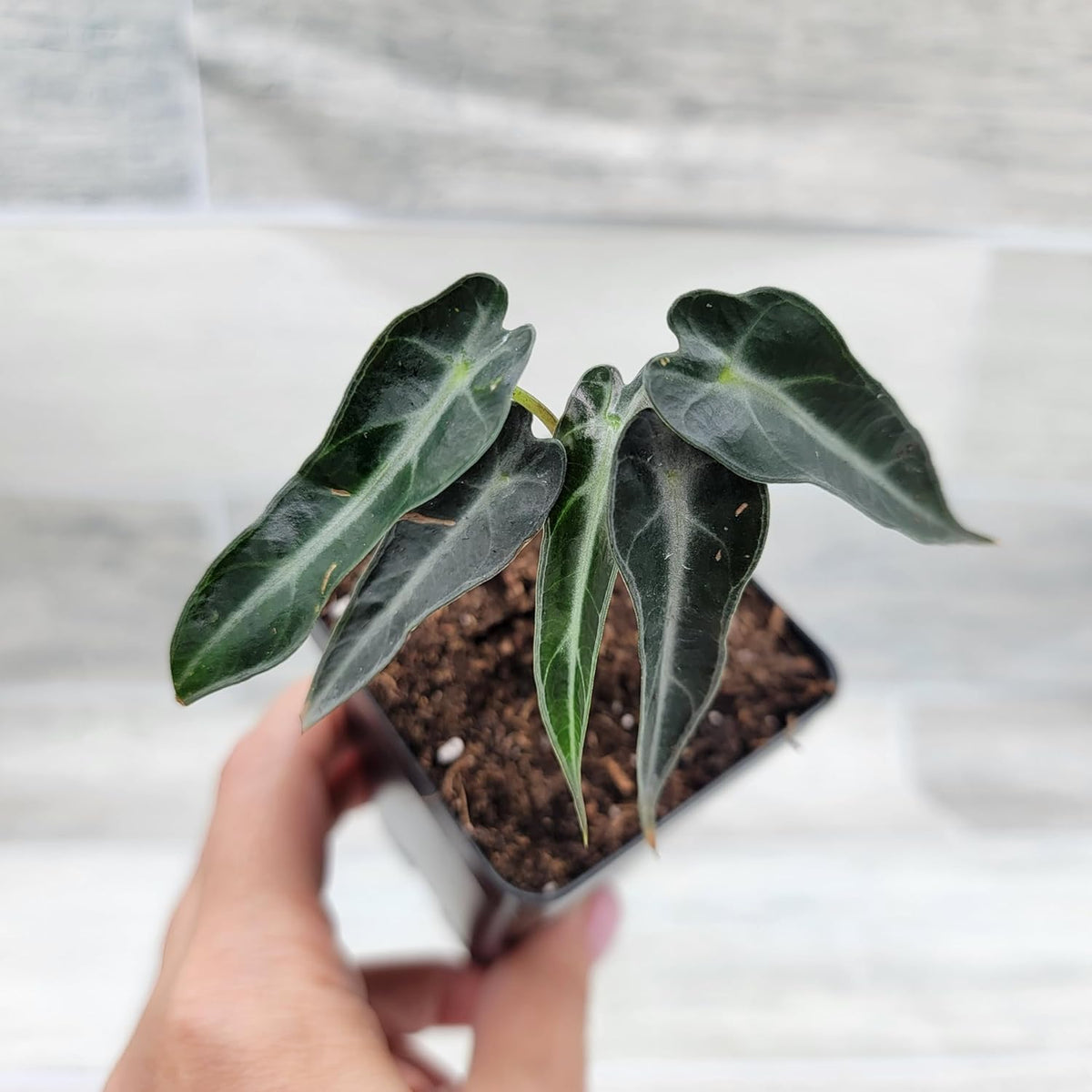 3 inch Alocasia Bambino in Nursery Plant Pot S13391