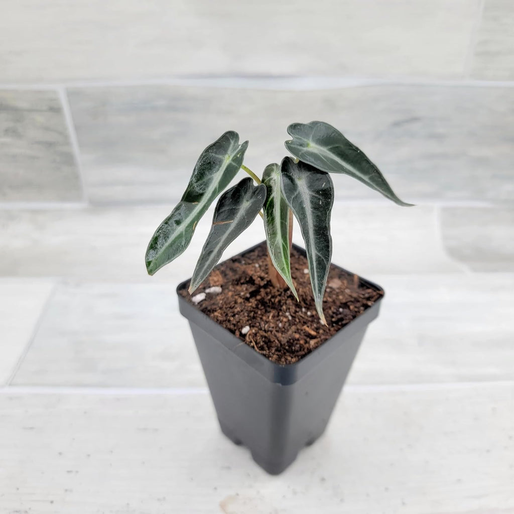 3 inch Alocasia Bambino in Nursery Plant Pot S13391