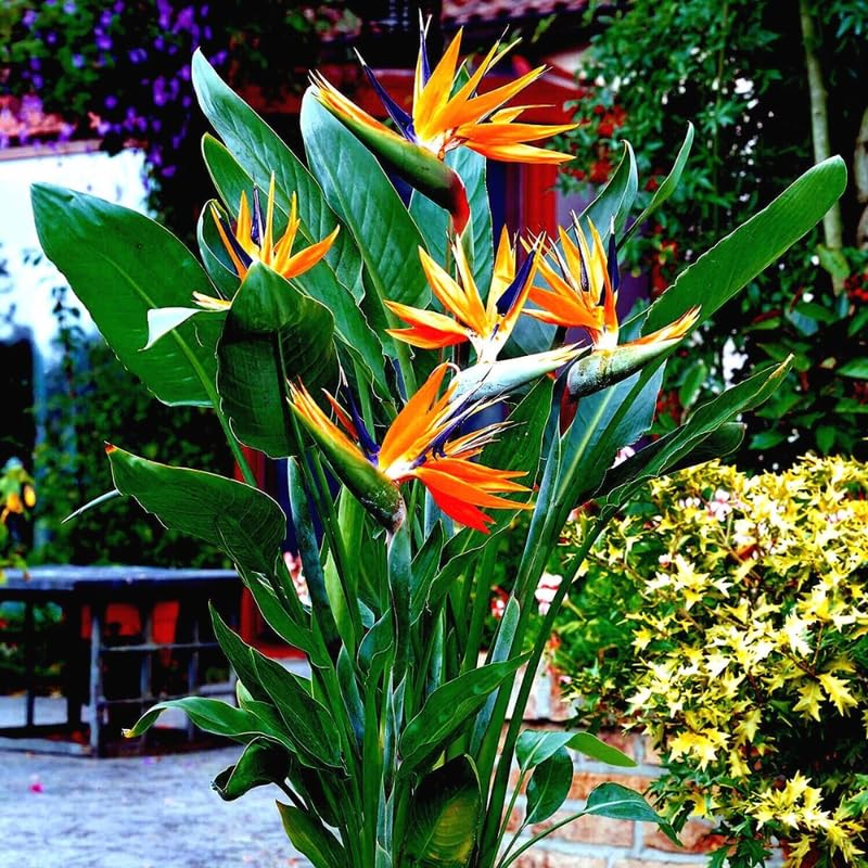 Bird of Paradise Plant Live Houseplant, 4 to 8 Inches Tall M43141