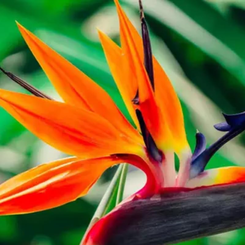 Bird of Paradise Plant Live Houseplant, 4 to 8 Inches Tall M43141