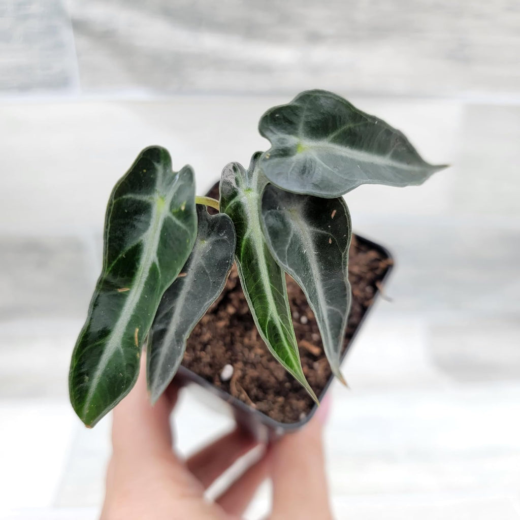 3 inch Alocasia Bambino in Nursery Plant Pot S13391