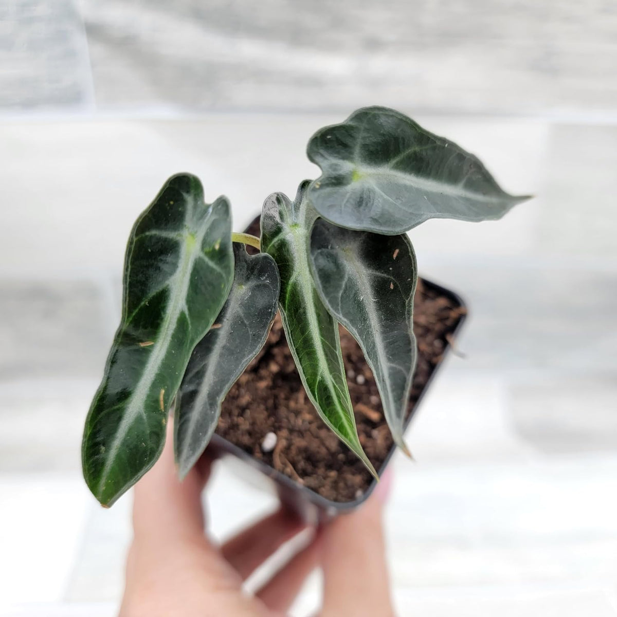 3 inch Alocasia Bambino in Nursery Plant Pot S13391