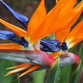 Bird of Paradise Plant Live Houseplant, 4 to 8 Inches Tall M43141
