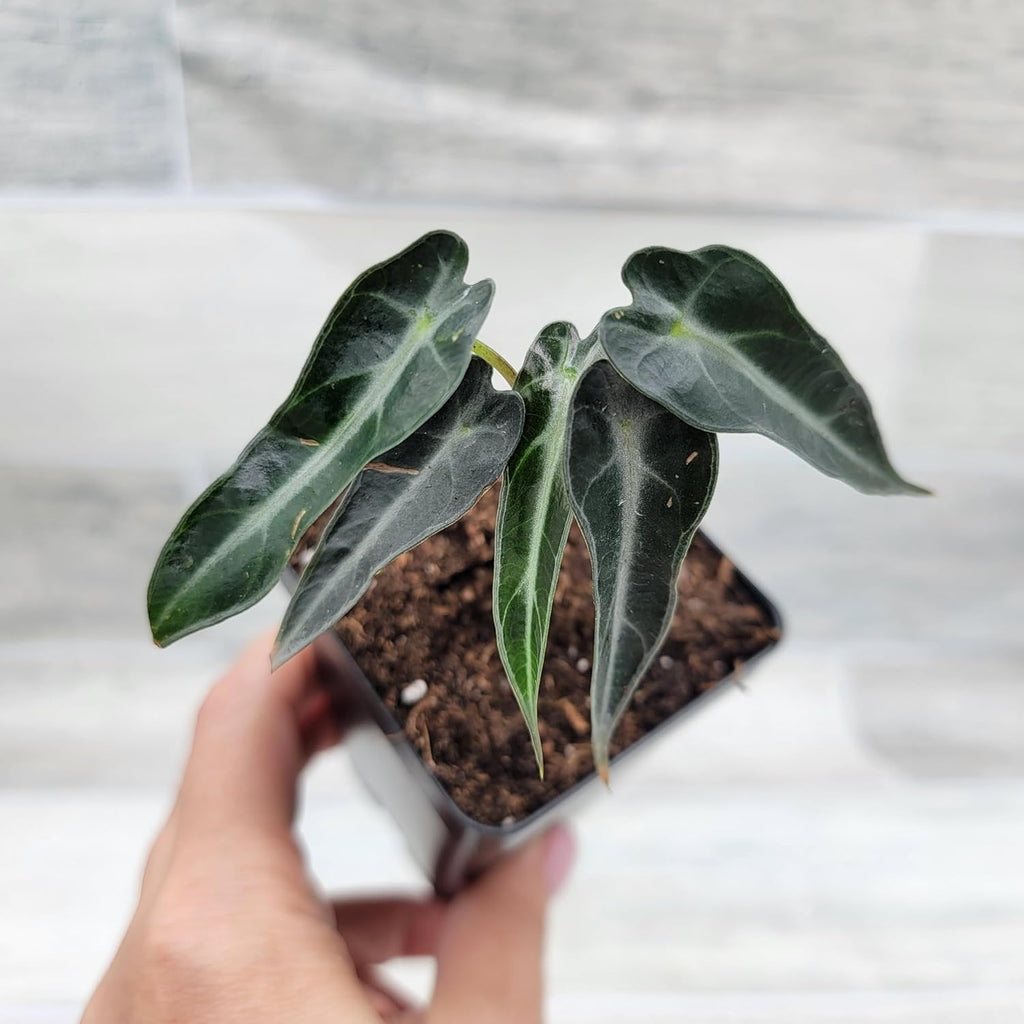 3 inch Alocasia Bambino in Nursery Plant Pot S13391
