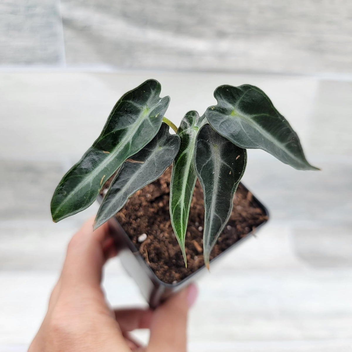 3 inch Alocasia Bambino in Nursery Plant Pot S13391