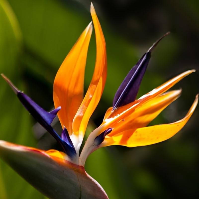 Bird of Paradise Plant Live Houseplant, 4 to 8 Inches Tall M43141