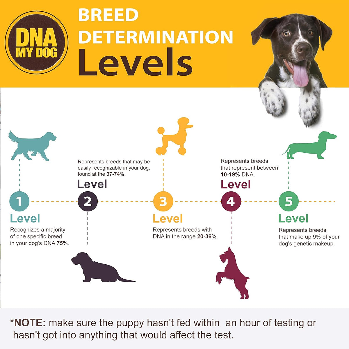Canine Breed Identification Test G451275