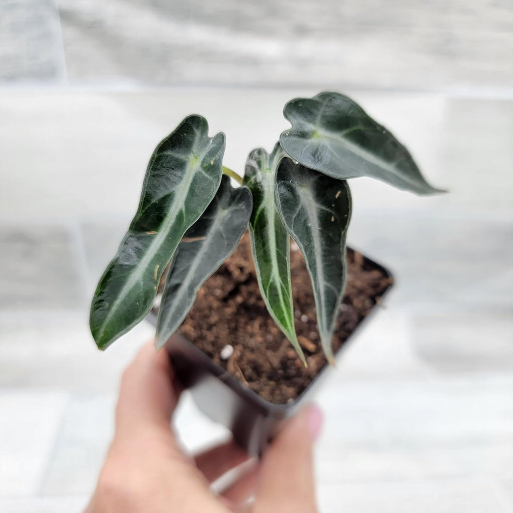 3 inch Alocasia Bambino in Nursery Plant Pot S13391