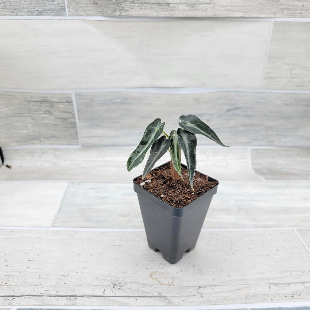 3 inch Alocasia Bambino in Nursery Plant Pot S13391