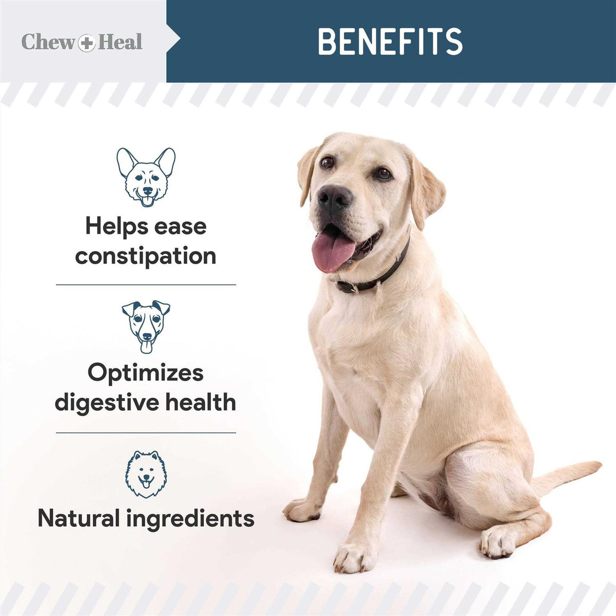 Digestive Enzymes & Probiotics Supplement for Dogs U46565