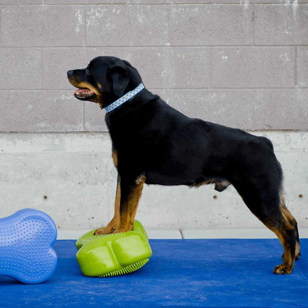 Agility Training Pet Supplies P3002
