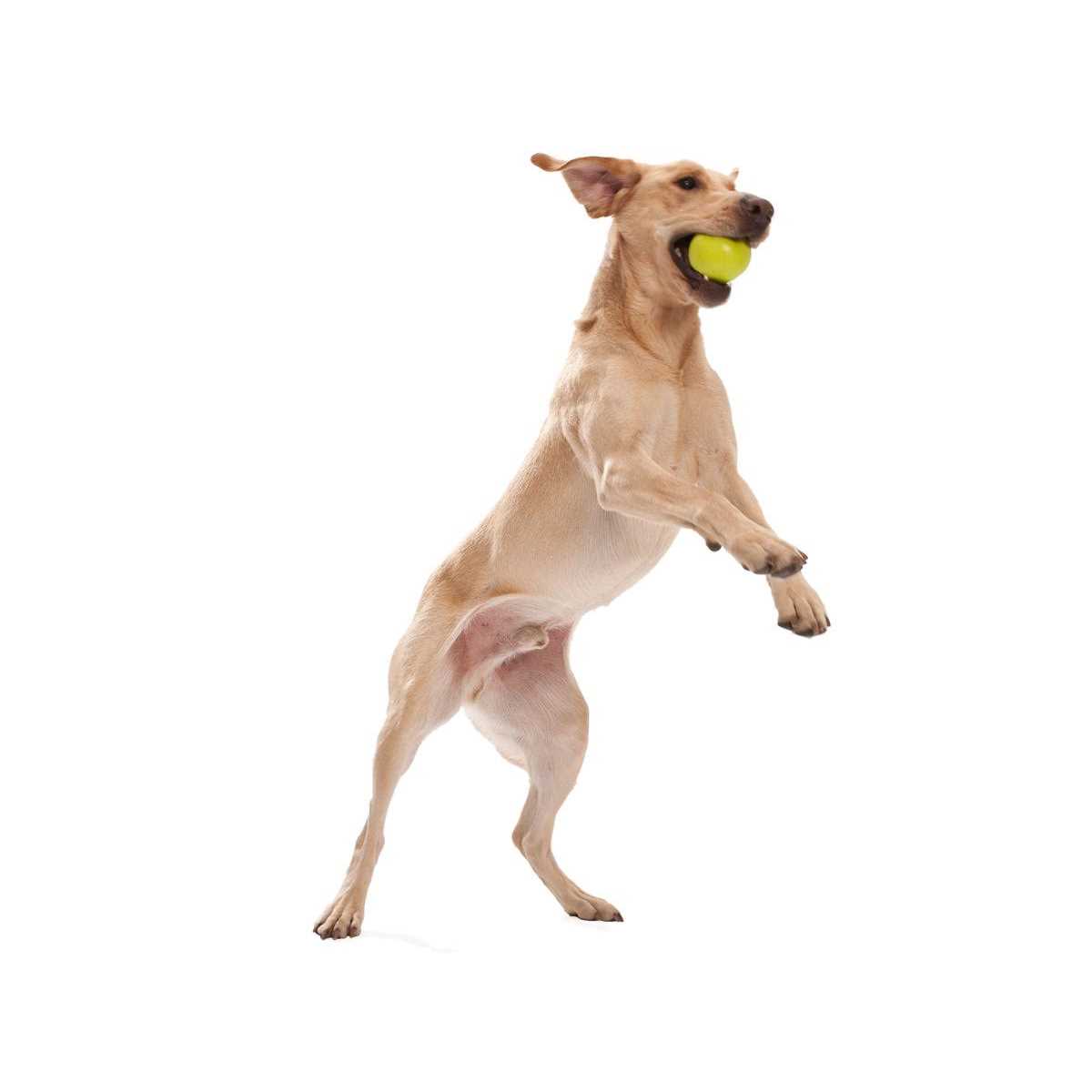 Dog Toy R505378