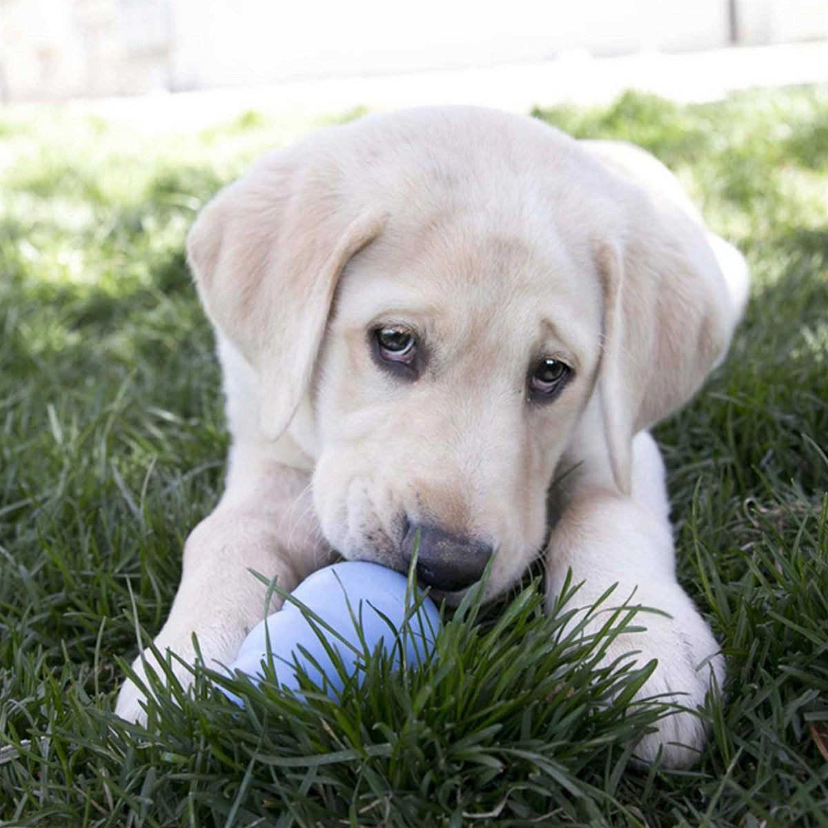 Puppy Toy K615949