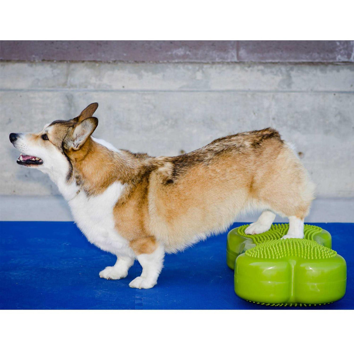 Agility Training Pet Supplies P3002